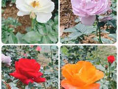 -人民公园(罗湖区)