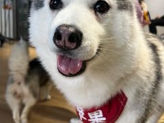 -Husky Go! 哈士奇体验馆·宠物咖啡厅狗咖