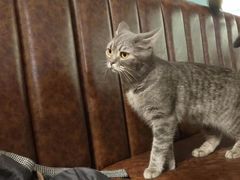 -猫小院猫主题餐厅(三里屯店)