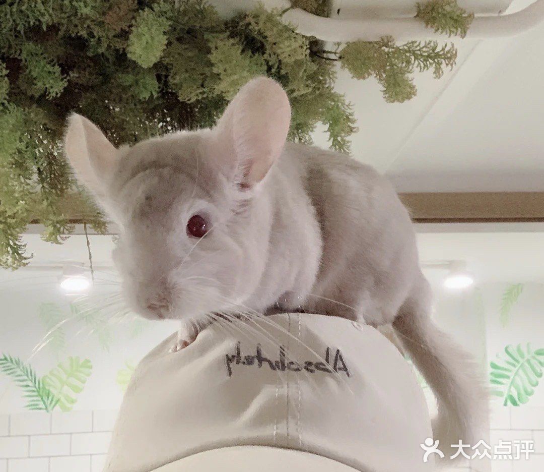 宝宝撒欢好去处｜摩西花园🌸