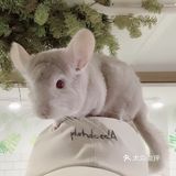 宝宝撒欢好去处｜摩西花园🌸