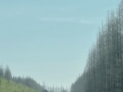 -黄海国家森林公园