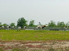 -盐城丹顶鹤湿地生态旅游区