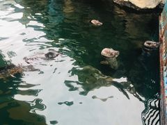 -华夏文旅海洋公园