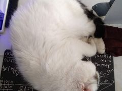-平行世界·猫咖(首经贸店)