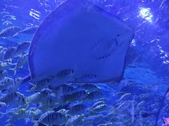 -秦皇岛新澳海底世界