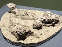 -遇见博物馆(遇见海洋沉浸式奇幻光影展)