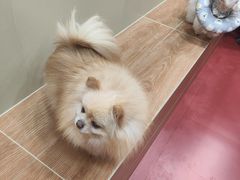 -和它·交个朋友·狗咖猫咖(爱琴海店)