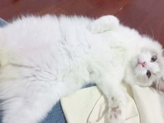 -Bastet sally猫舍购宠(静安店)