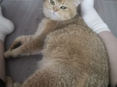 -贝康宠物医院·犬猫全科·小动物特色诊疗中心(东环路店)