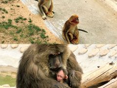 -西霞口神雕山野生动物世界