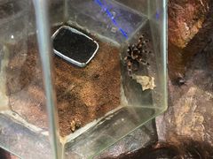-上海大自然野生昆虫馆(东方明珠·爬宠昆虫探索中心)