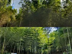 -宁波浙东大竹海景区