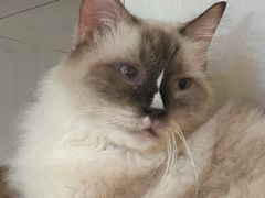 -平行世界·猫咖(首经贸店)