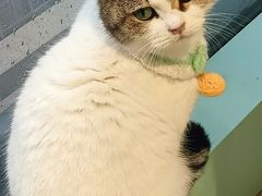 -怪兽屋·羊驼·猫咖·狗咖(俊华广场店)