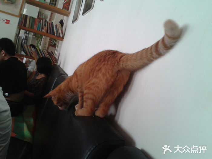 三楼上的猫咖啡馆(山师东路店)图片