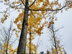 -重庆中央公园(渝北区)