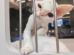 -唐小姐の私宠·宠物洗护美容·撸猫馆·购宠(周浦万达旗舰店)