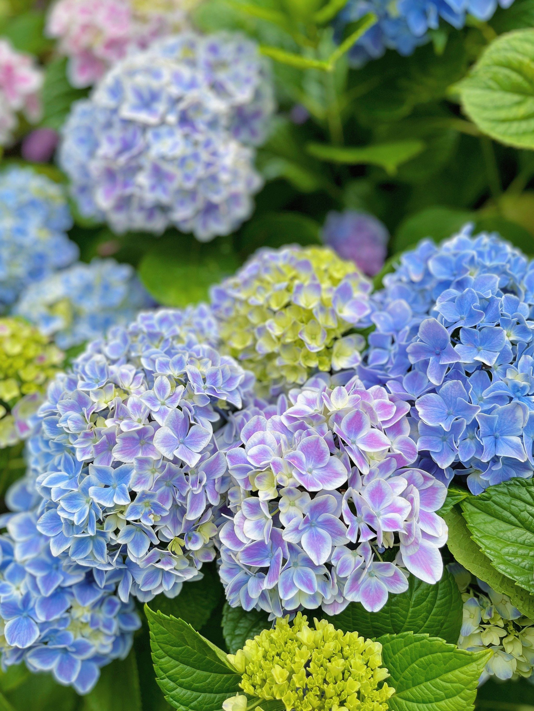 临平山绣球花帮大家探过了🙌🏻