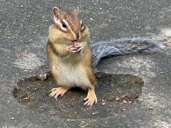 -五营红松林海景区