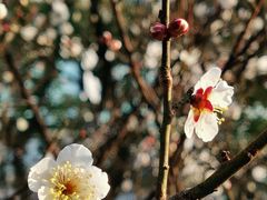 -苏州上方山国家森林公园