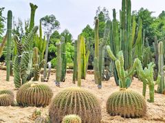 -东莞植物园