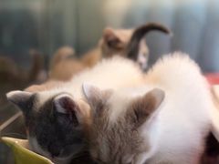 -京城涮爆舫(角门西店)