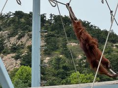 -西霞口神雕山野生动物世界
