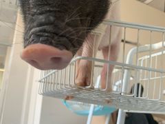 -怪兽屋·羊驼·猫咖·狗咖(俊华广场店)