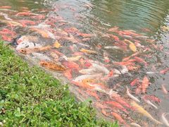 -陆家嘴中心绿地