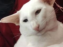 -飞行喵MR PILOT|猫舍·猫咖(静安大融城店)