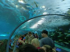-瑞普利水族馆