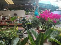 -曲阳花鸟市场(曲阳路店)