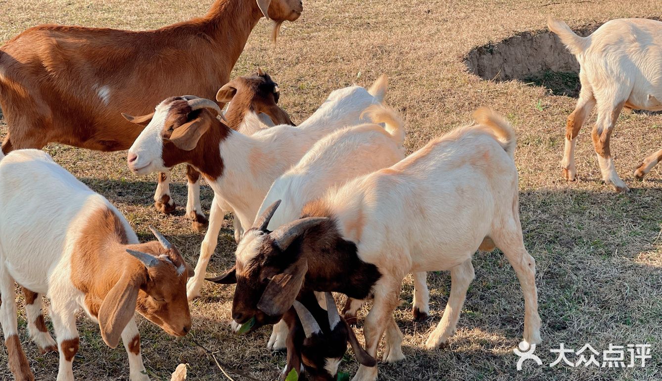 南昌拍照📸打卡 | 江滩上的羊咩咩🐏