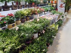 -长春青怡坊鲜花批发(青怡坊花鸟市场店)