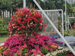 -莲花山公园