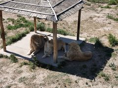 -新疆天山野生动物园