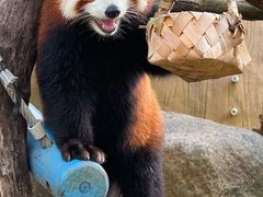 -灵玲国际马戏城