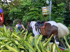 -广州长隆国际大马戏