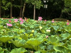 -黄兴公园