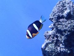 -海合安武汉极地海洋公园