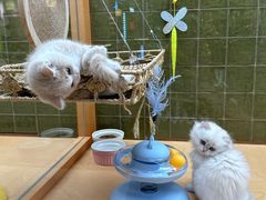 -帕帕拉兹宠物(亚洲旗舰店)