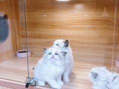 -猫十亿·布偶金渐层·曼基康矮脚猫舍(青年路店)