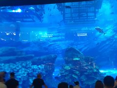 -迪拜水族馆及水下动物园