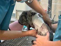 -动物缘宠物医院·骨科·猫科(西二环店)