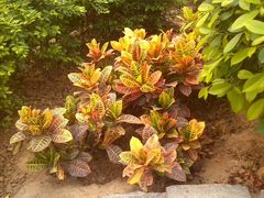 android_upload_pic-巴宝莉工厂店/折扣店(工厂店)