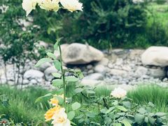 -莲花池公园