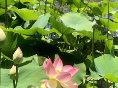 -墨尔本皇家植物园