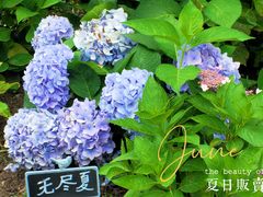 -上海共青森林公园