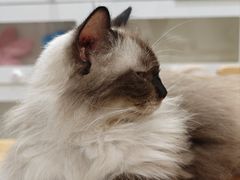 -楼上猫咖(罗湖店)